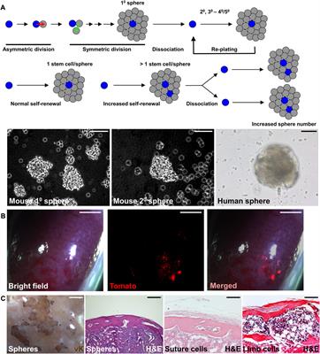 Analysis of skeletal stem cells by renal capsule transplantation and ex vivo culture systems